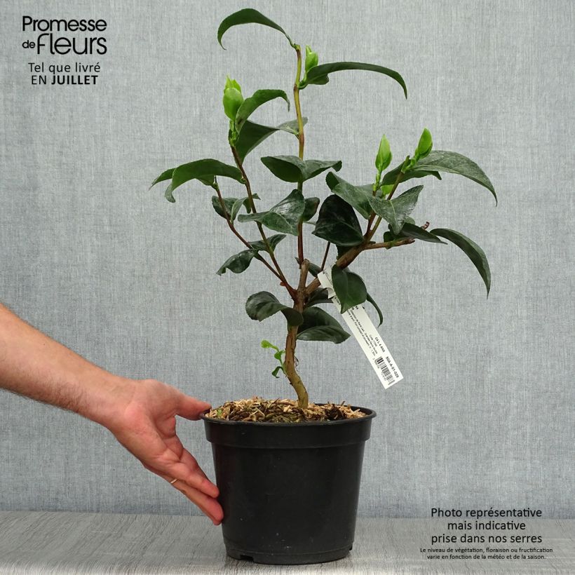 Ejemplar de Camellia japonica Marie-Galante Maceta 4L/5L entregado en verano