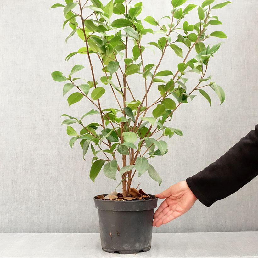 Ejemplar de Camellia japonica Mark Alan Maceta 4L/5L entregado en verano
