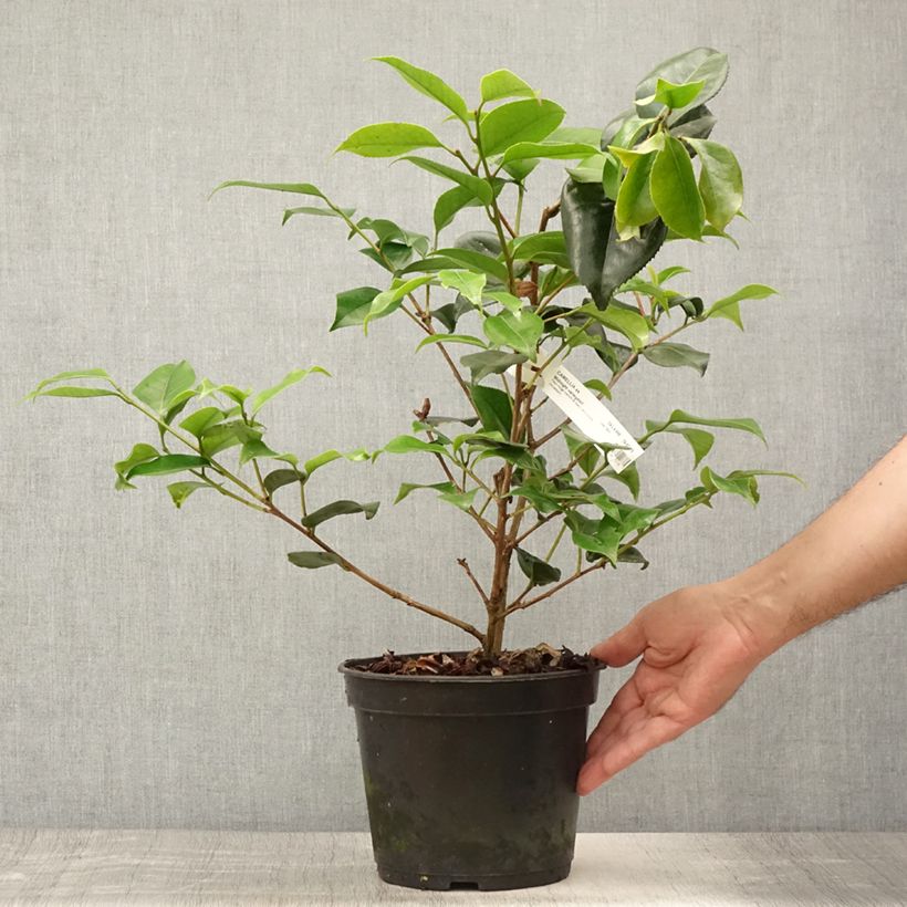 Ejemplar de Camellia japonica Midnight Variegated Maceta 4L/5L entregado en verano