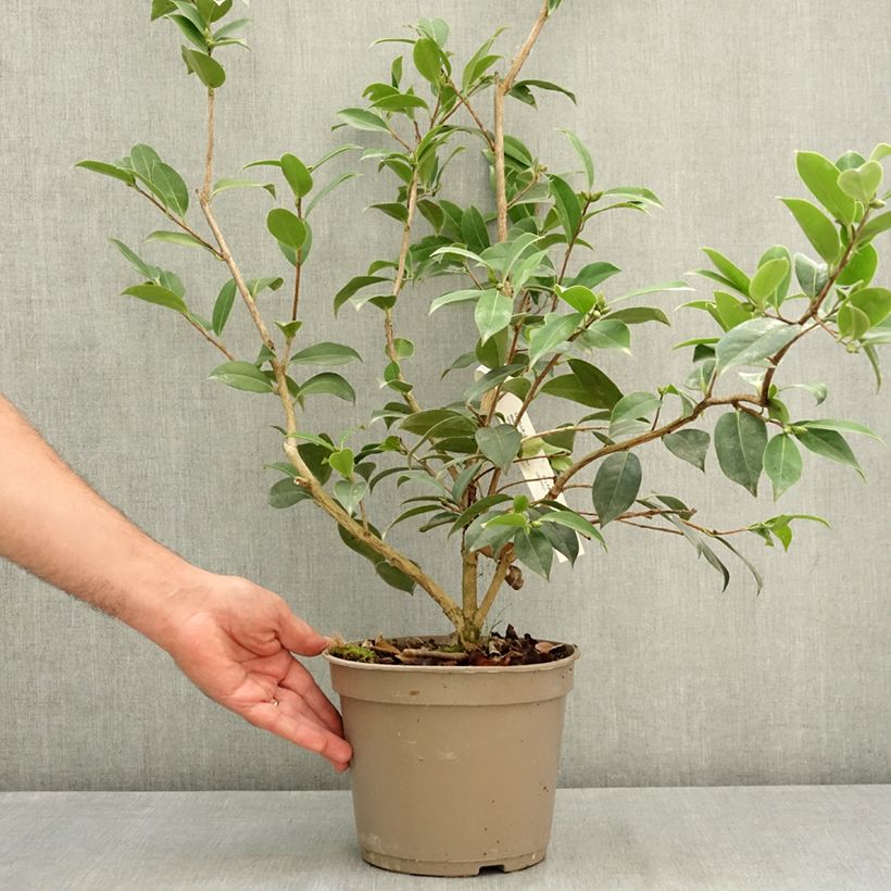 Ejemplar de Camellia williamsii Mimosa Jury Maceta 4L/5L entregado en verano