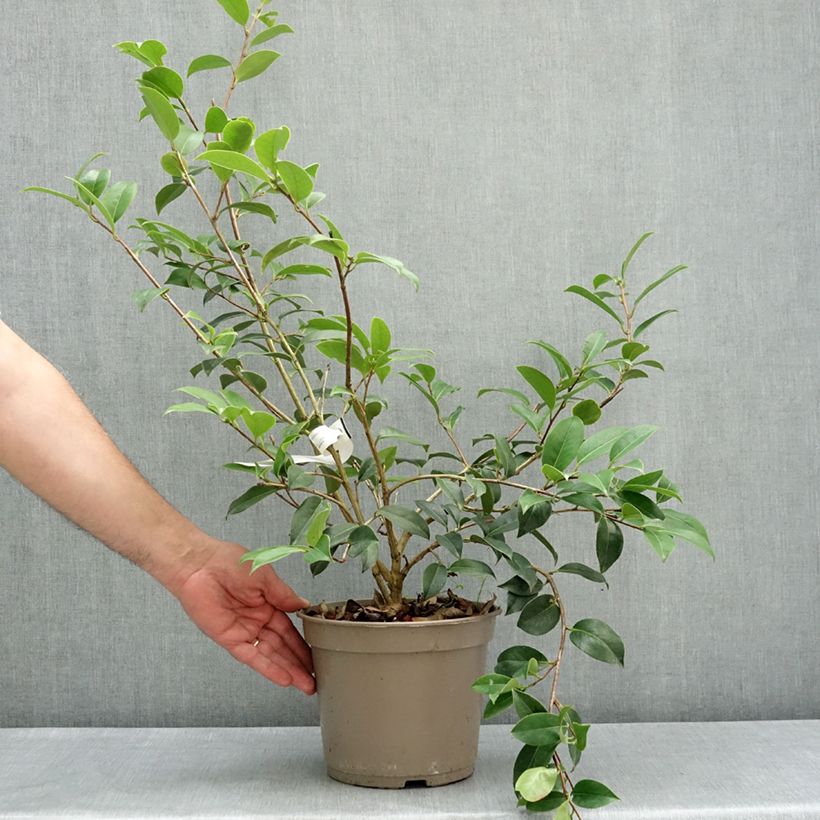 Camellia williamsii Mimosa Jury Maceta 4L/5L Ejemplar entregado en la primavera