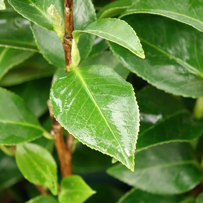 Camellia japonica Mrs Tingley (Follaje)