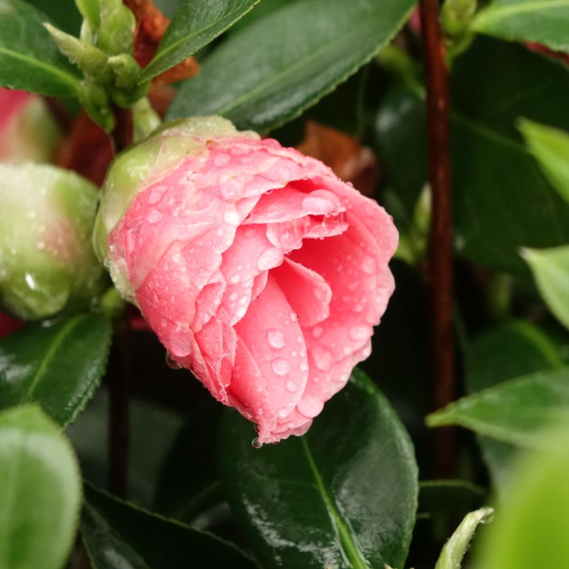 Camellia japonica Mrs Tingley (Floración)