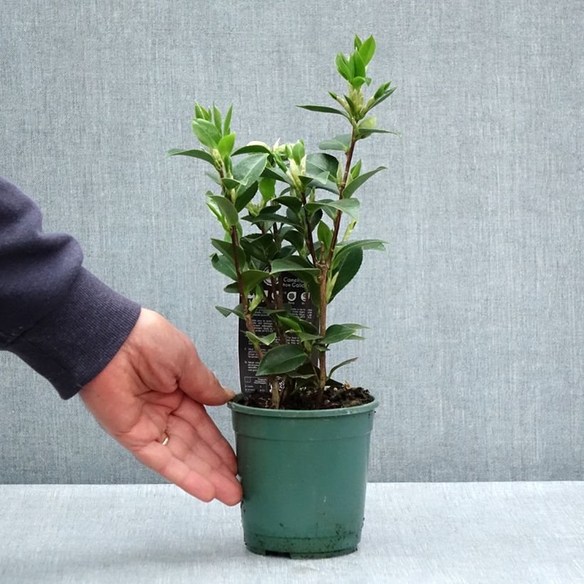Camellia japonica Mrs Tingley Maceta de 12 cm / 13 cm Ejemplar entregado en la primavera