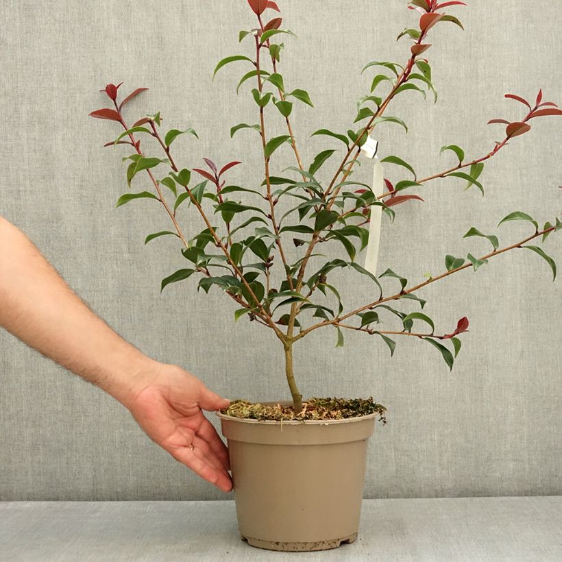 Ejemplar de Camellia williamsii Night Rider Maceta 4L/5L entregado en verano