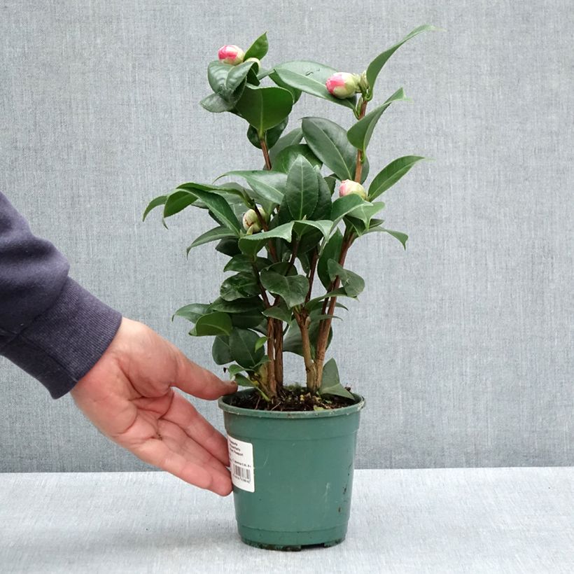 Camellia japonica Nuccio's Cameo Maceta de 12 cm / 13 cm Ejemplar entregado en la primavera