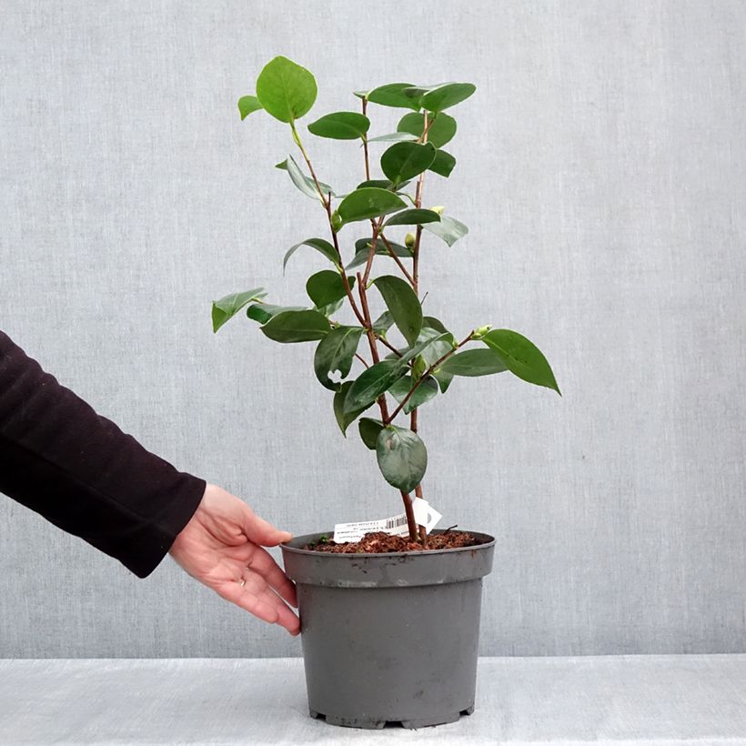 Ejemplar de Camellia japonica Nuccio's Gem Maceta 2L/3L entregado en otoño
