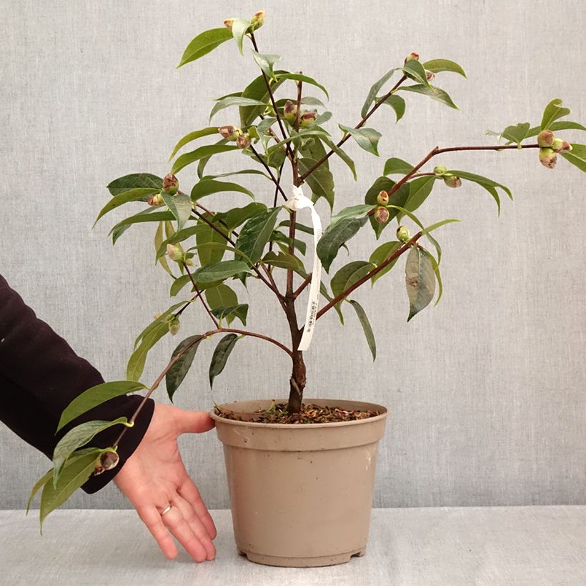 Ejemplar de Camellia reticulata China Lady Maceta 4L/5L entregado en otoño