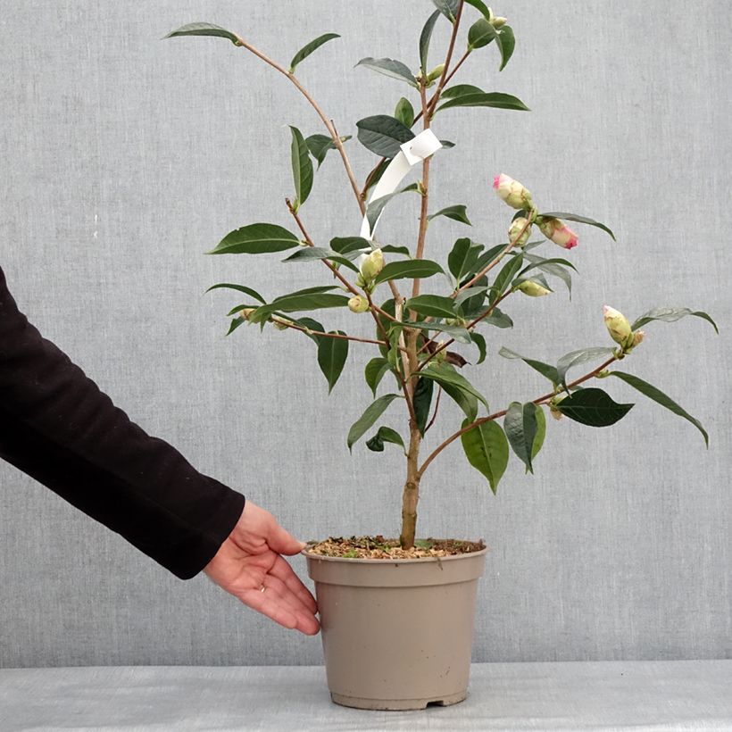 Camellia reticulata China Lady Maceta 4L/5L Ejemplar entregado en invierno