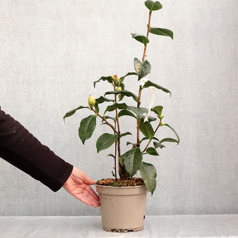Ejemplar de Camellia x reticulata Dr Clifford Parks Maceta 4L/5L entregado en otoño