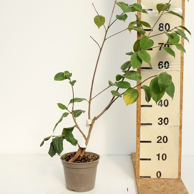 Ejemplar de Camellia x reticulata Dr Clifford Parks Maceta 4L/5L entregado en verano