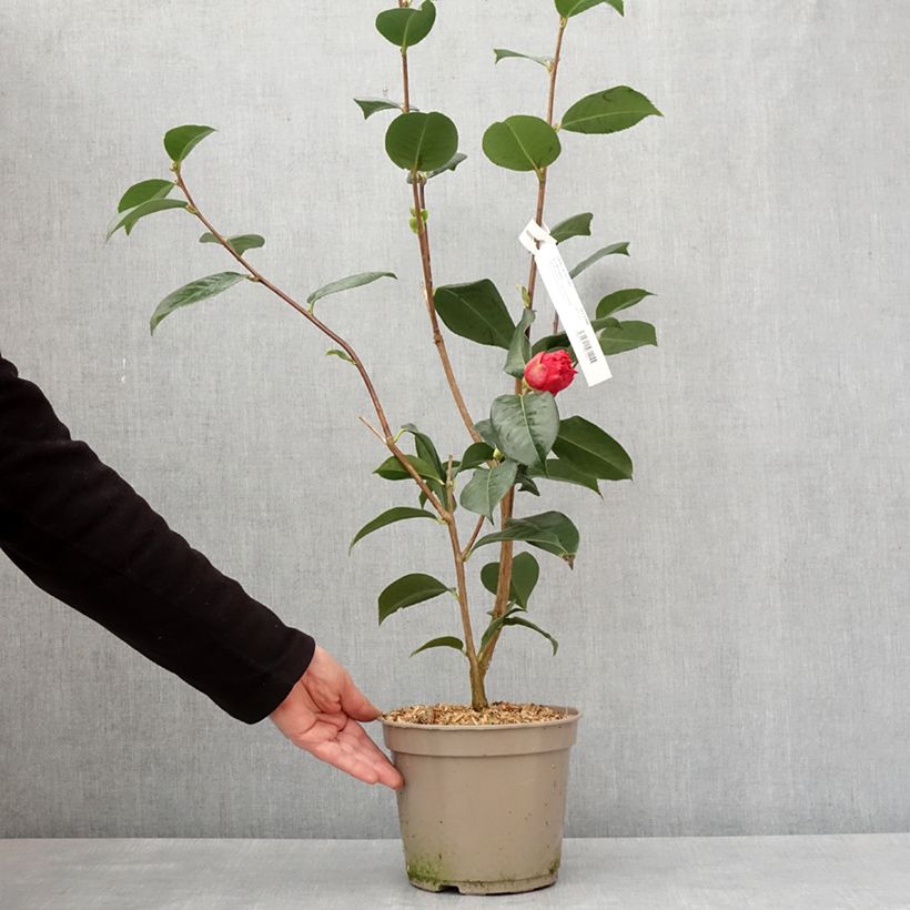 Camellia x reticulata Dr Clifford Parks Maceta 4L/5L Ejemplar entregado en invierno