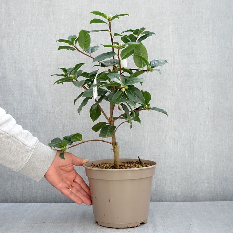 Ejemplar de Camellia reticulata Ile Crozet Maceta 4L/5L entregado en otoño
