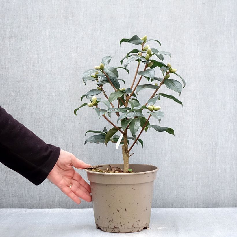 Camellia reticulata Ile Crozet Maceta 4L/5L Ejemplar entregado en invierno