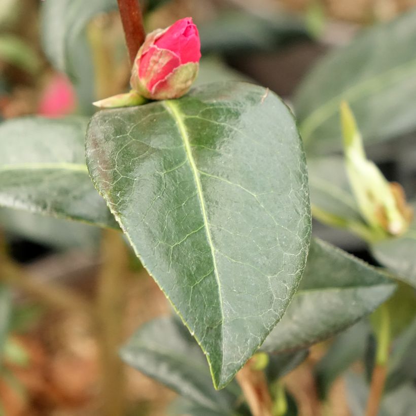 Camellia reticulata Illumination (Follaje)