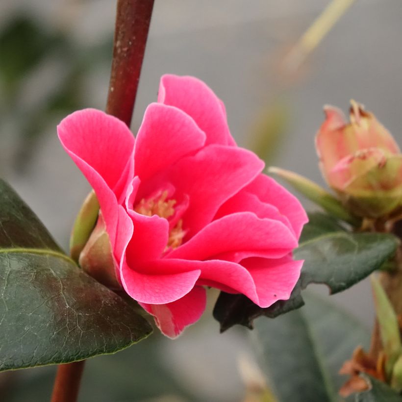 Camellia reticulata Illumination (Floración)