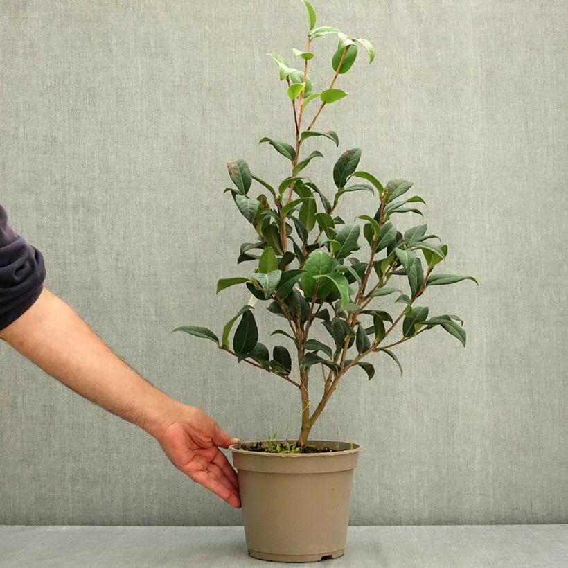 Ejemplar de Camellia reticulata Illumination Maceta 4L/5L entregado en verano