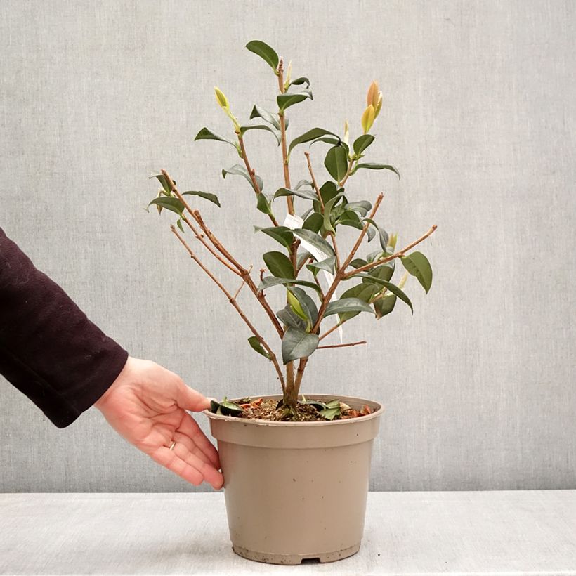 Camellia reticulata Illumination Maceta 4L/5L Ejemplar entregado en la primavera