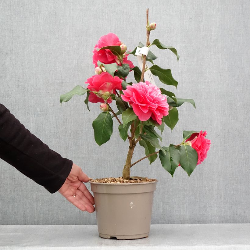 Camellia reticulata Larry Piet Maceta 4L/5L Ejemplar entregado en la primavera