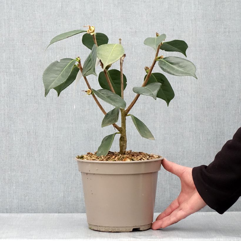 Camellia reticulata Lasca Beauty Maceta 4L/5L Ejemplar entregado en la primavera