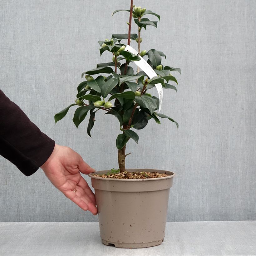 Ejemplar de Camellia reticulata Lovely Lady Maceta 4L/5L entregado en otoño