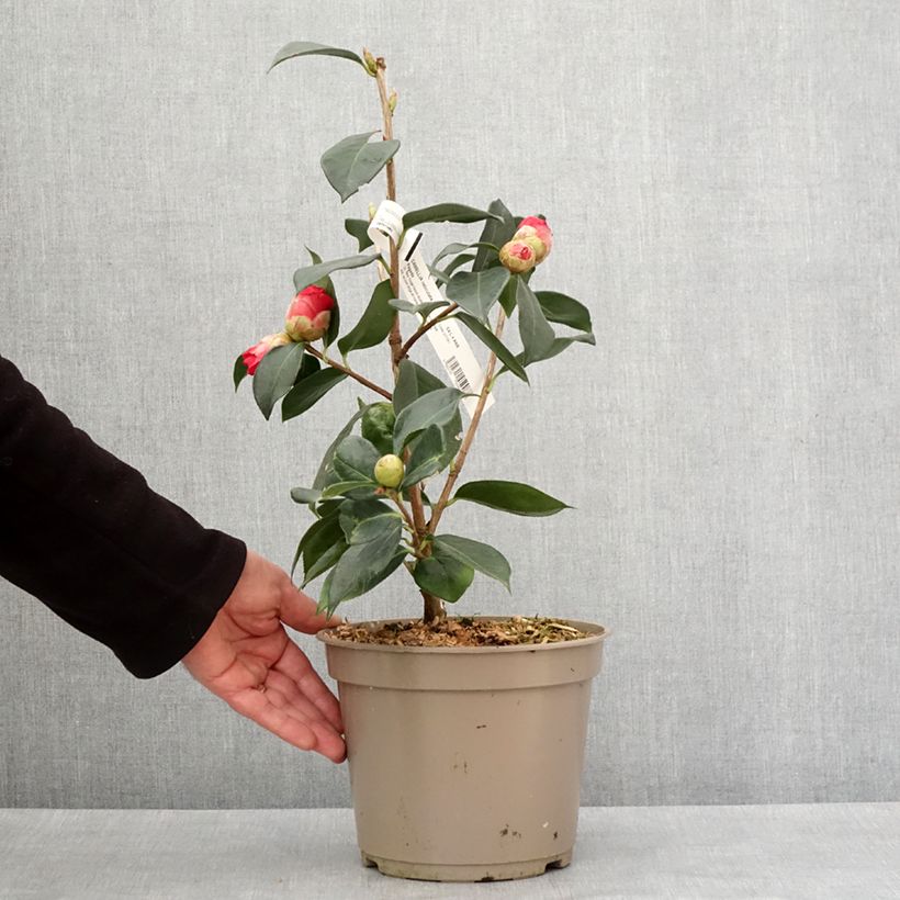 Camellia reticulata Pagoda Maceta 4L/5L Ejemplar entregado en invierno