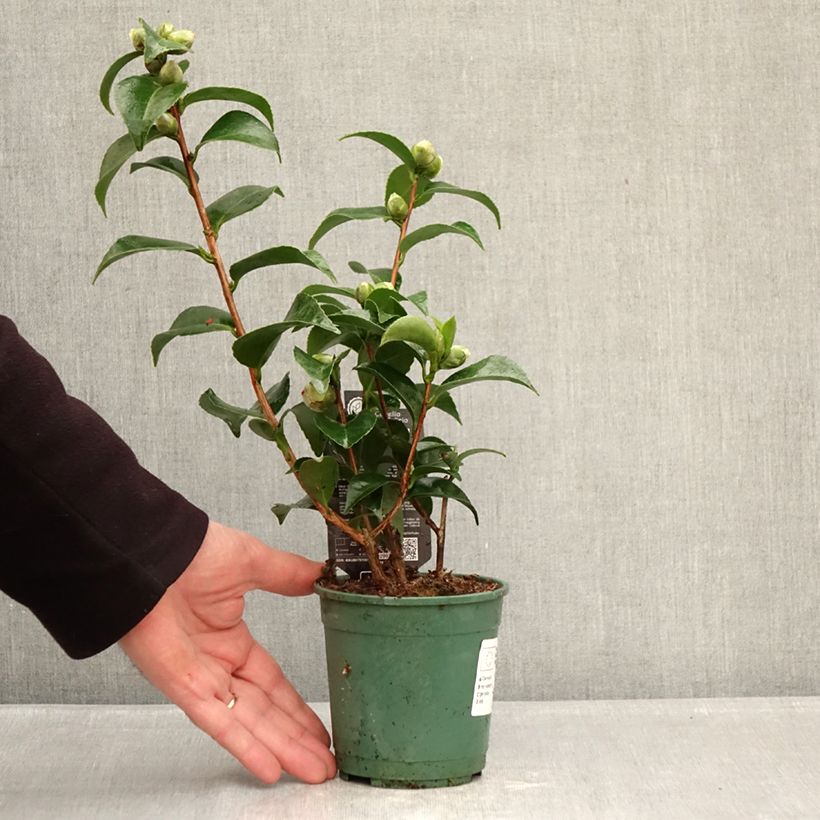 Camellia japonica Roger Hall Maceta de 12 cm / 13 cm Ejemplar entregado en invierno