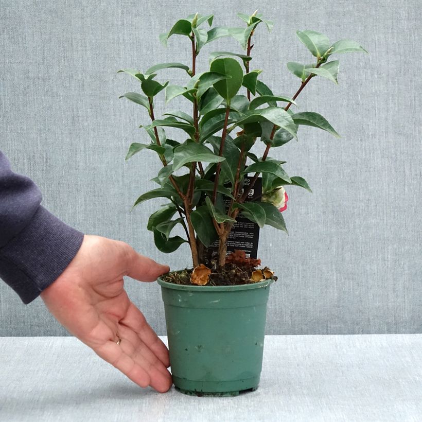 Camellia japonica Roger Hall Maceta de 12 cm / 13 cm Ejemplar entregado en la primavera