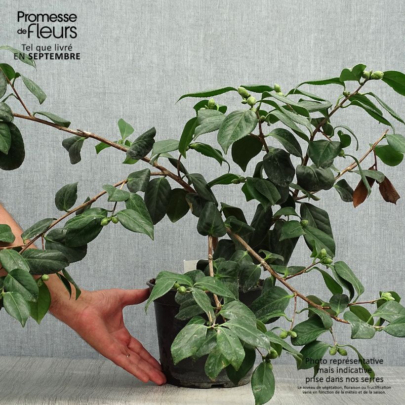 Ejemplar de Camellia japonica Sanpei Tsubaki Maceta 4L/5L entregado en otoño