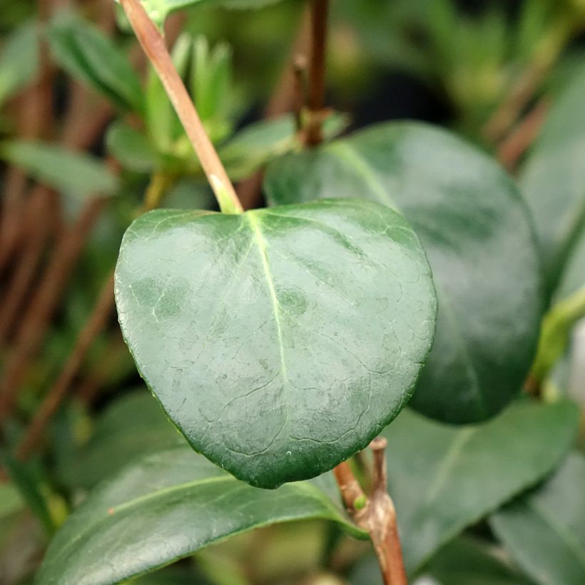 Camellia japonica Satsuma (Follaje)