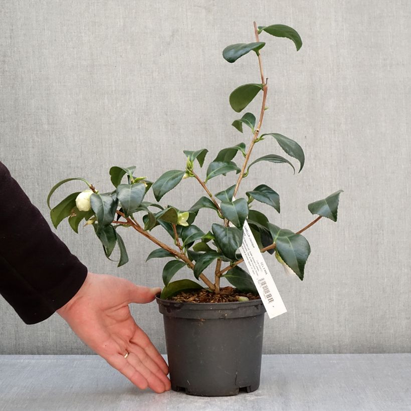 Camellia japonica Satsuma Maceta 2L/3L Ejemplar entregado en la primavera