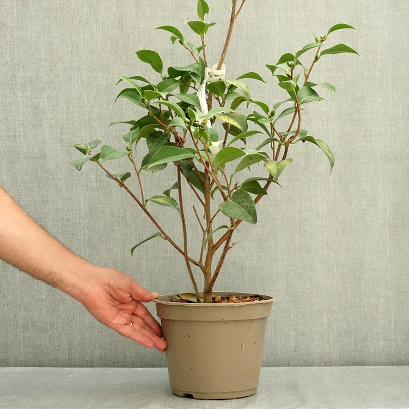 Ejemplar de Camellia japonica Spring Formal Maceta 4L/5L entregado en verano