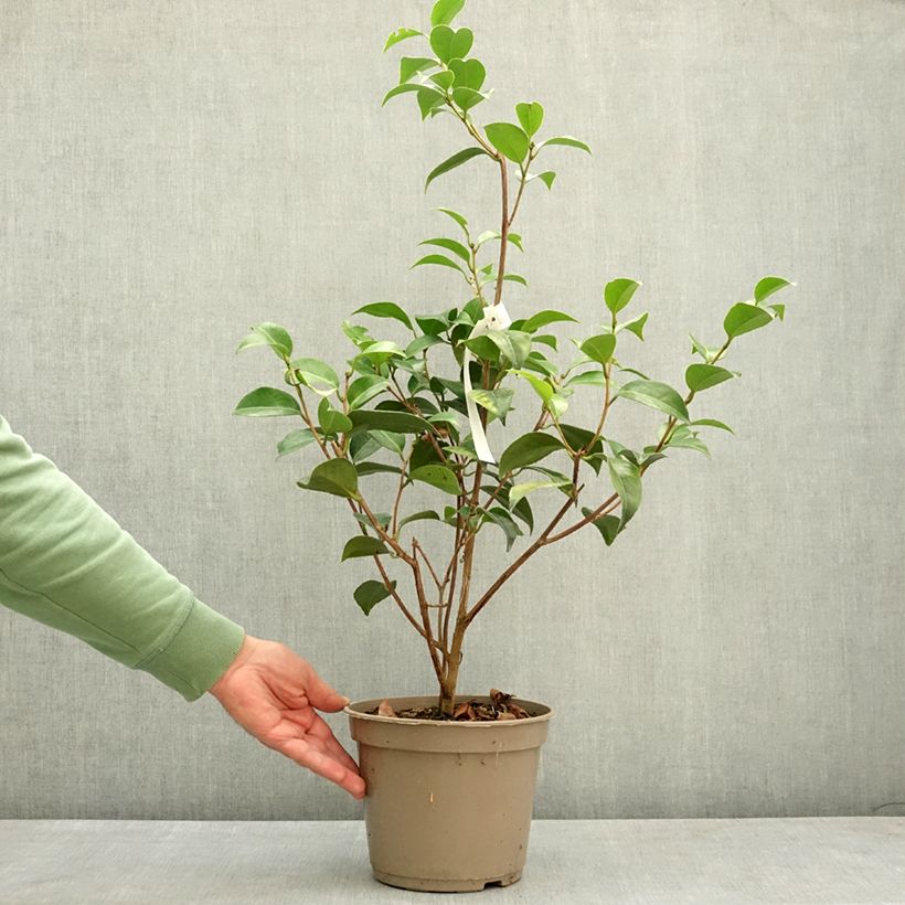 Camellia japonica Spring Formal Maceta 4L/5L Ejemplar entregado en la primavera