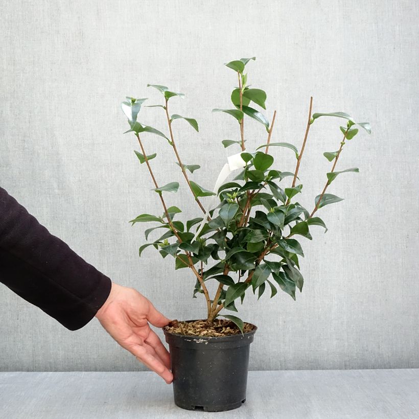 Ejemplar de Camellia japonica Stacy Susan Maceta 2L/3L entregado en otoño