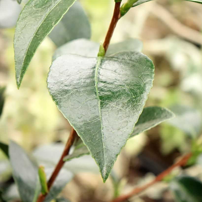 Camellia japonica Stromboli (Follaje)