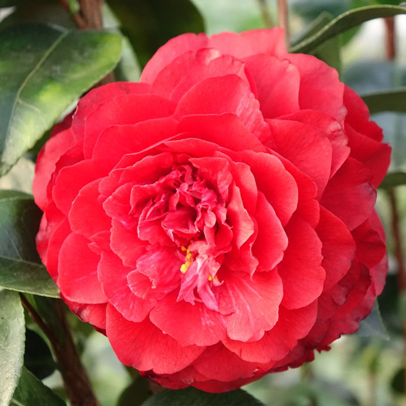 Camellia japonica Stromboli (Floración)