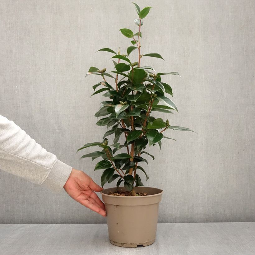 Ejemplar de Camellia japonica Stromboli Maceta 4L/5L entregado en otoño