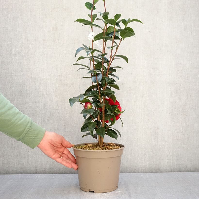 Camellia japonica Stromboli Maceta 4L/5L Ejemplar entregado en invierno