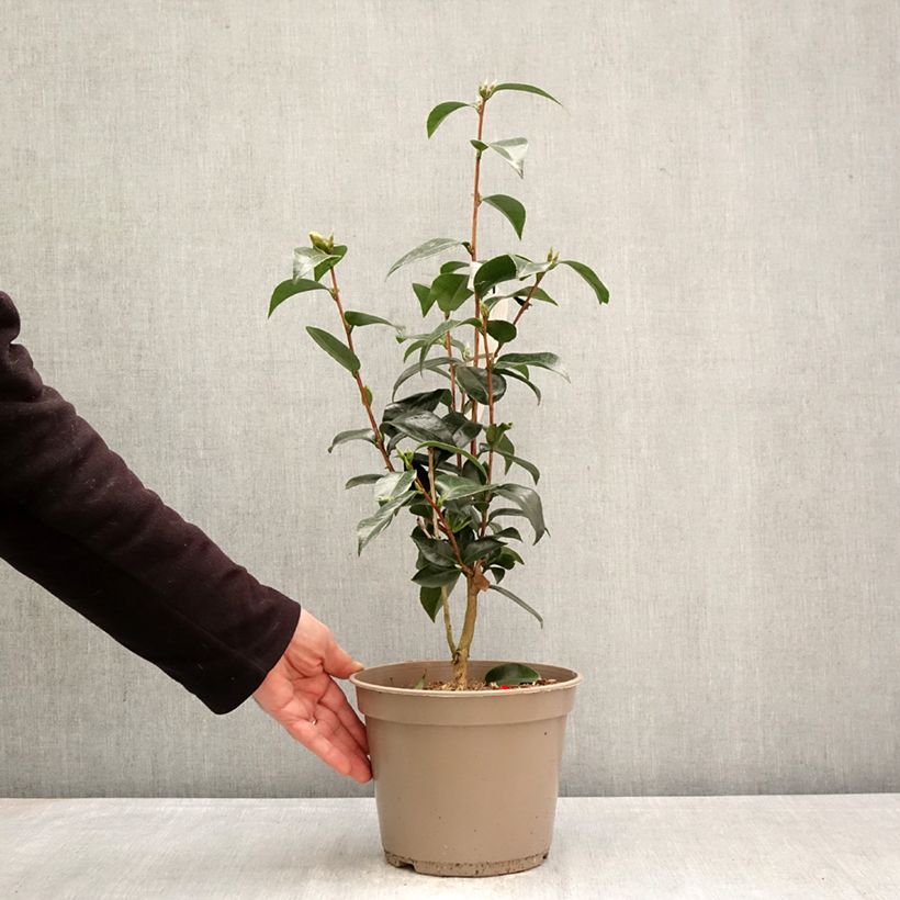 Camellia japonica Stromboli Maceta 4L/5L Ejemplar entregado en la primavera