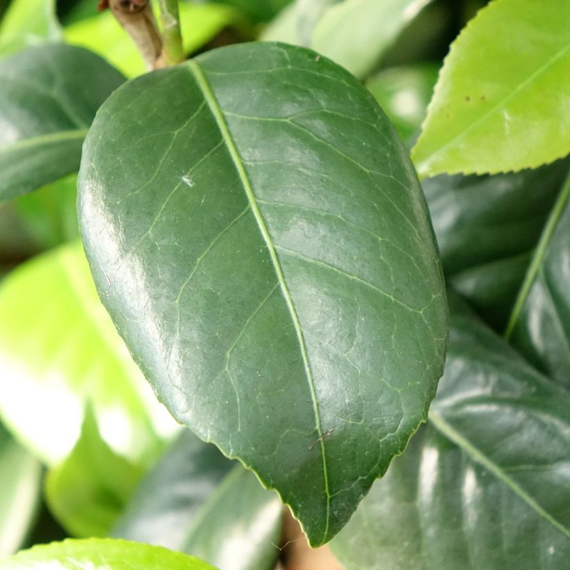 Camellia japonica Tada Meibi  (Follaje)
