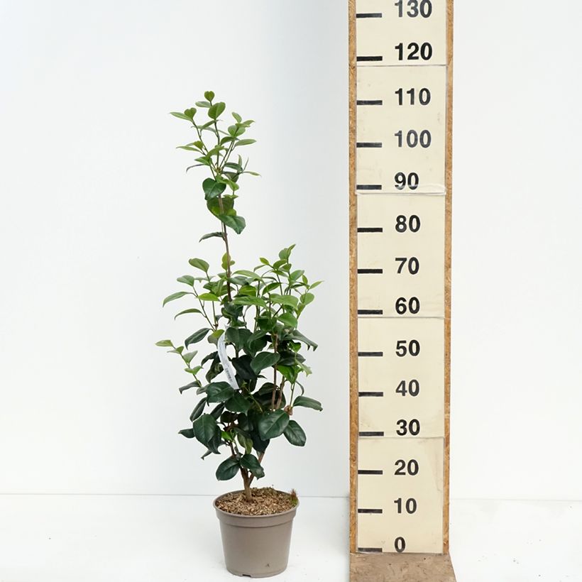 Camellia japonica Tada Meibi  Maceta 4L/5L Ejemplar entregado en la primavera