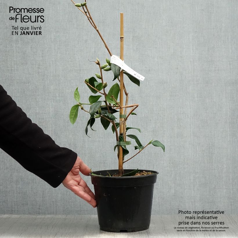 Camellia williamsii Tulip Time Maceta 4L/5L Ejemplar entregado en invierno