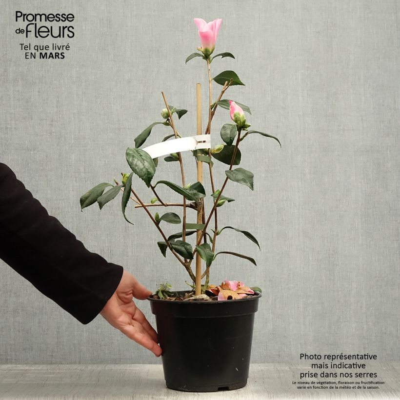 Camellia williamsii Tulip Time Maceta 4L/5L Ejemplar entregado en la primavera