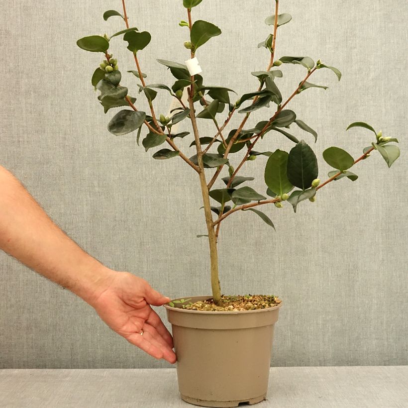 Ejemplar de Camellia japonica Ville du Havre Maceta 4L/5L entregado en verano