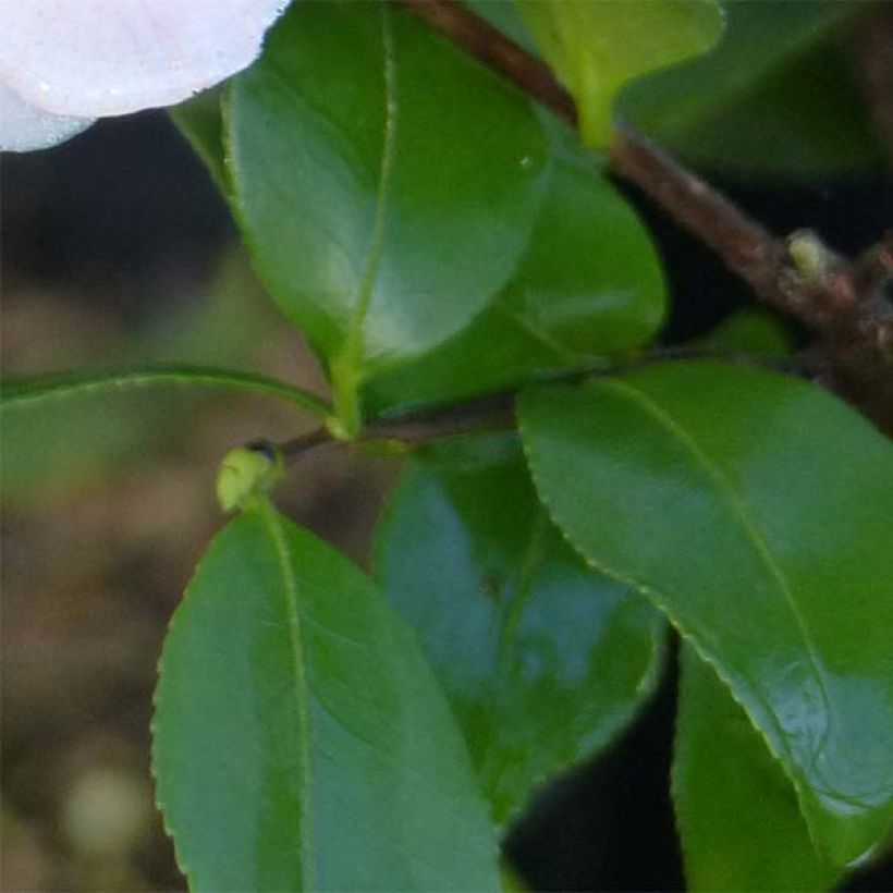 Camellia Cinnamon Scentsation (Follaje)