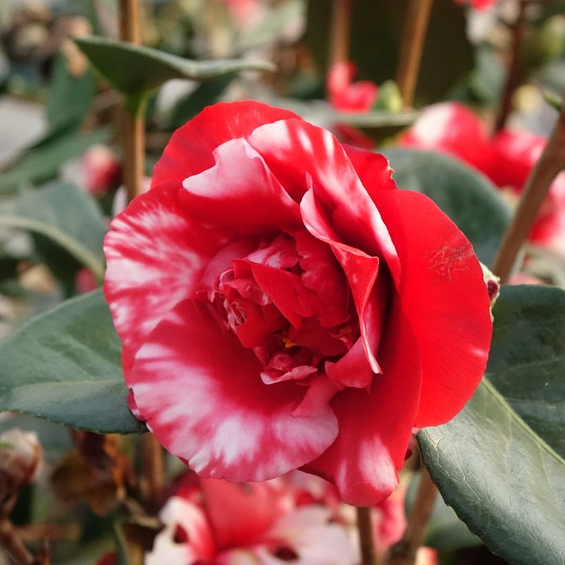 Camellia japonica Midnight Variegated (Floración)