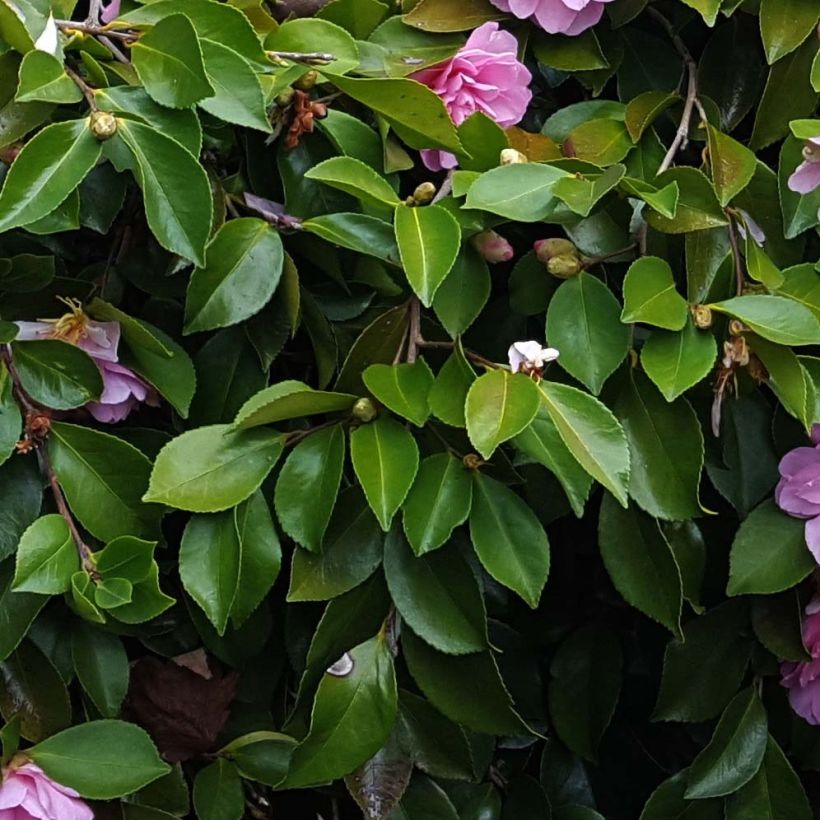 Camellia sasanqua Waterfall Pink - Camelia de otoño (Follaje)