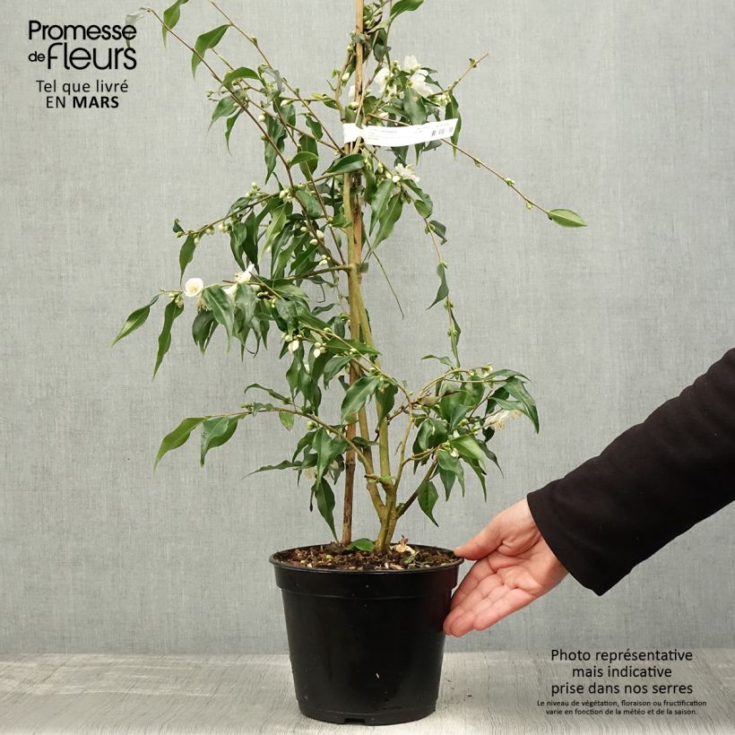 Camellia - Camellia tsaii Maceta 4L/5L Ejemplar entregado en la primavera