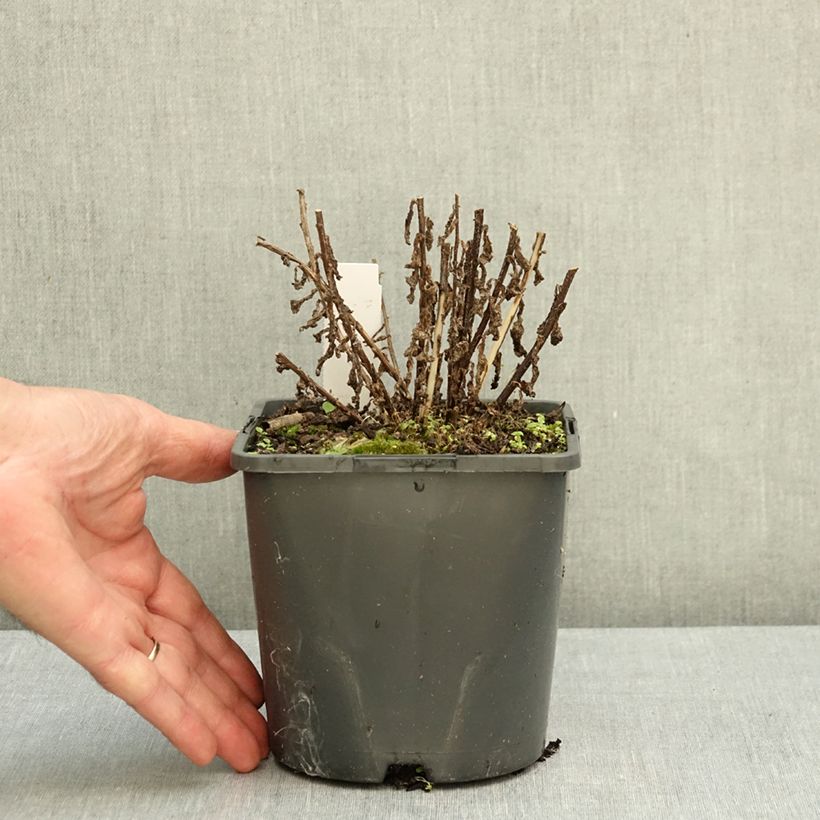 Ejemplar de Campanula lactiflora Prichard s variety - Campanilla Maceta 2L/3L entregado en otoño