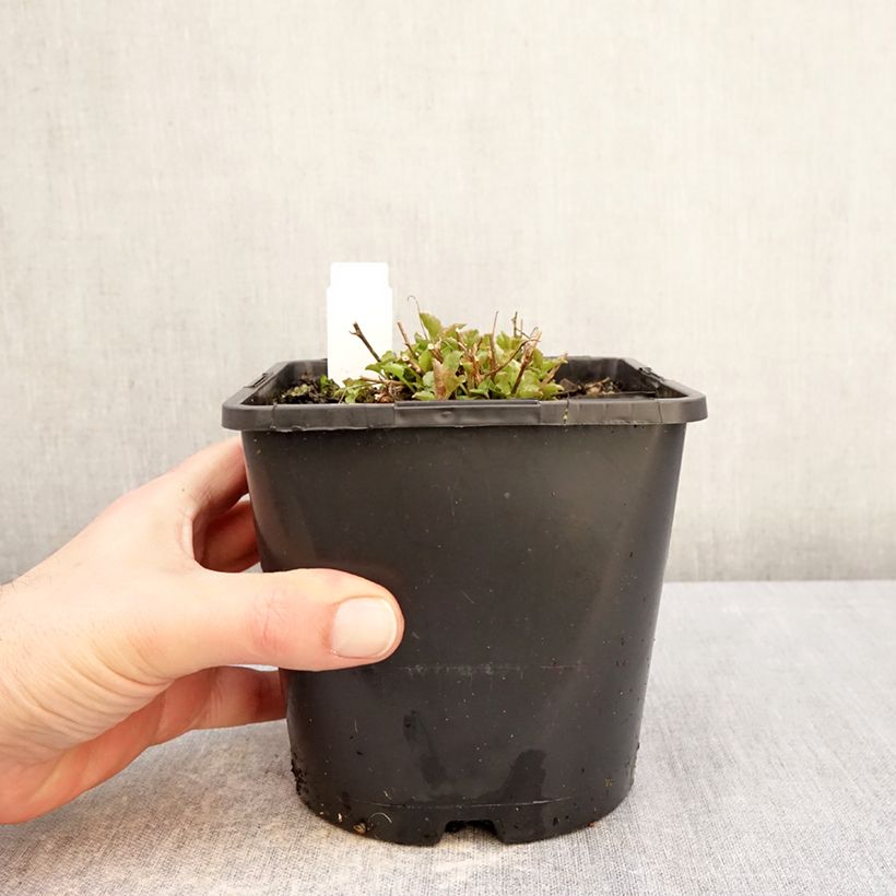 Campanula persicifolia La Bello Maceta 2L/3L Ejemplar entregado en invierno